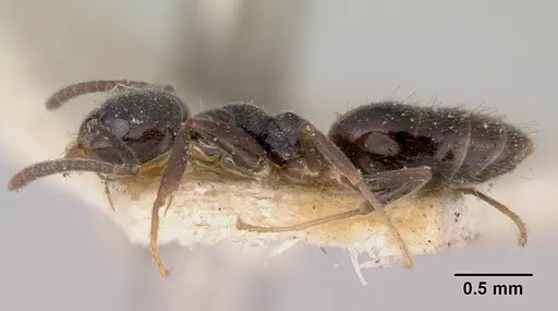 Technomyrmex jocosus specimen