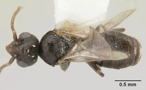 Technomyrmex jocosus - CASENT0178864