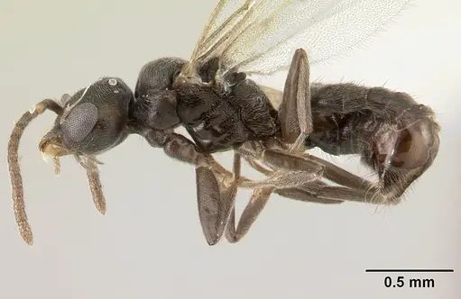 Technomyrmex jocosus - CASENT0178864