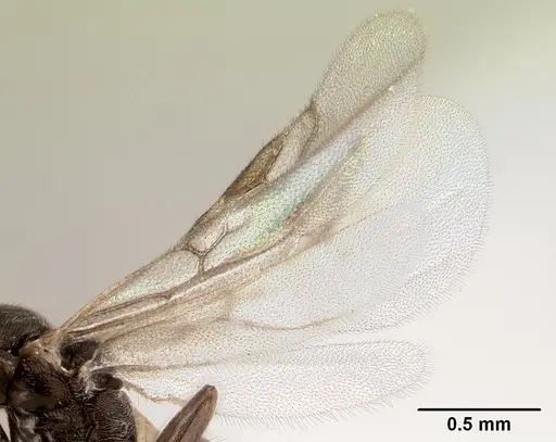Technomyrmex jocosus - CASENT0178864