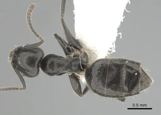 Technomyrmex jocosus - CASENT0249788