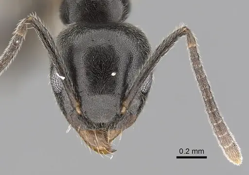 Technomyrmex jocosus - CASENT0249788