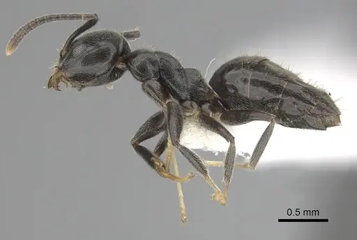 Technomyrmex jocosus - CASENT0249788