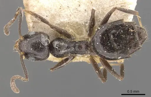 Technomyrmex jocosus - CASENT0909800