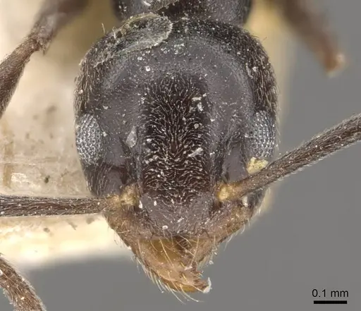 Technomyrmex jocosus - CASENT0909800