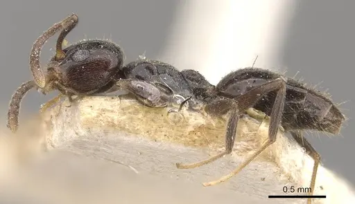 Technomyrmex jocosus - CASENT0909800