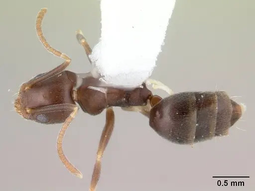 Technomyrmex kraepelini specimen