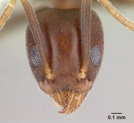 Technomyrmex kraepelini specimen
