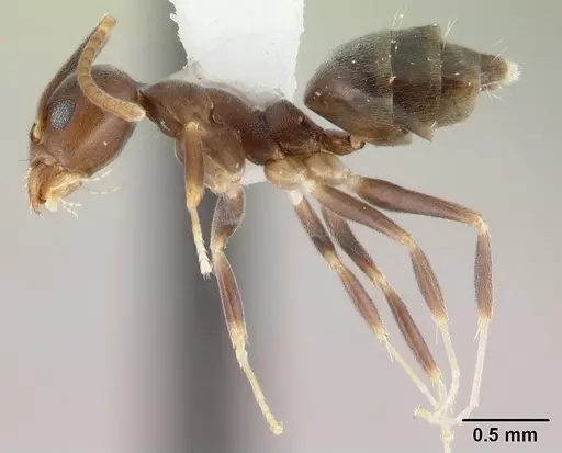 Technomyrmex kraepelini specimen