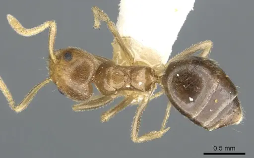 Technomyrmex lasiops specimen