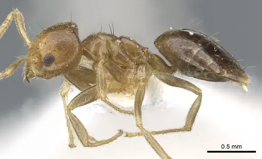 Technomyrmex lasiops specimen