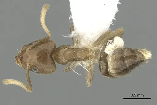 Technomyrmex laurenti specimen