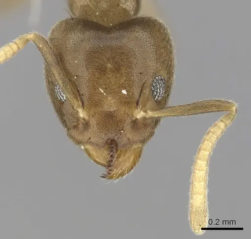 Technomyrmex laurenti specimen