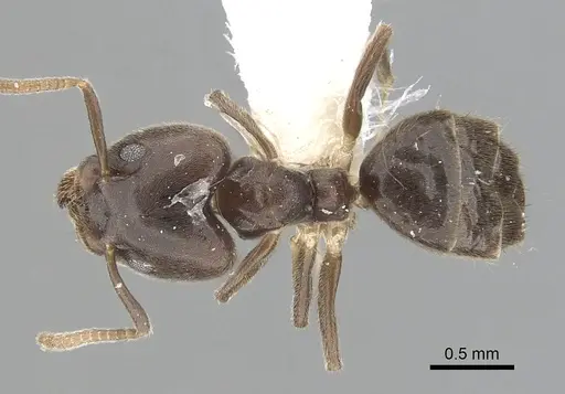 Technomyrmex laurenti - CASENT0249791