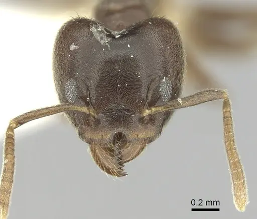 Technomyrmex laurenti - CASENT0249791