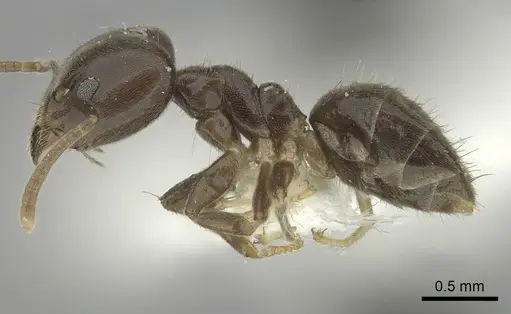 Technomyrmex laurenti - CASENT0249791