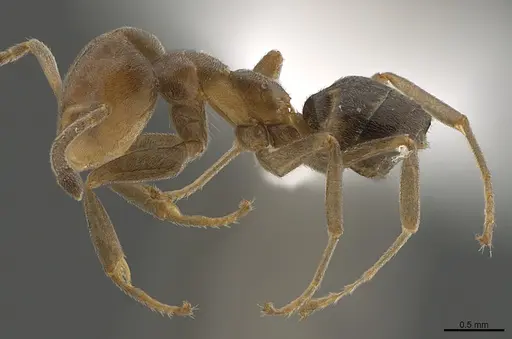 Technomyrmex laurenti - CASENT0417902