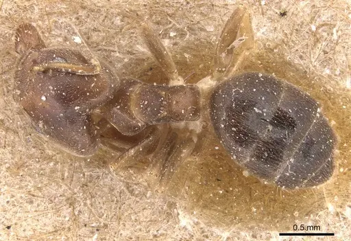 Technomyrmex laurenti - CASENT0905123