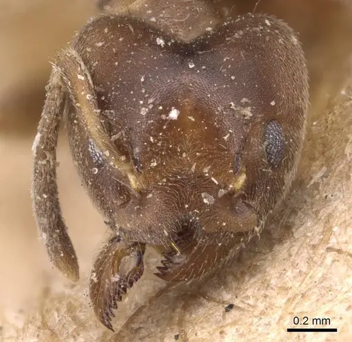 Technomyrmex laurenti - CASENT0905123