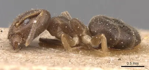 Technomyrmex laurenti - CASENT0905123