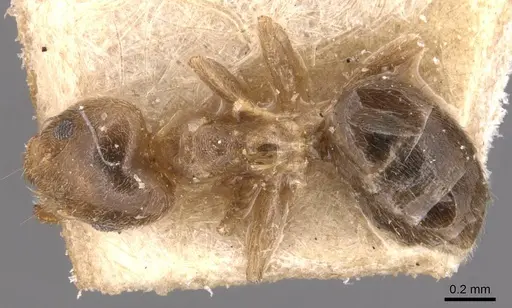 Technomyrmex laurenti - CASENT0905124