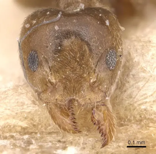 Technomyrmex laurenti - CASENT0905124