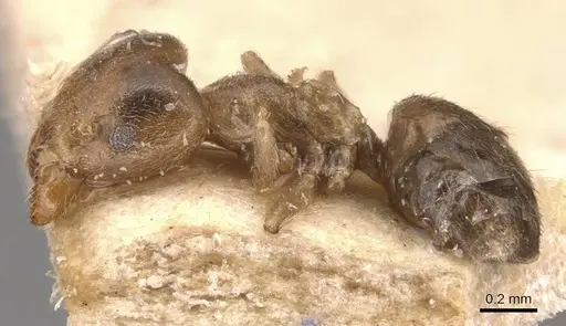 Technomyrmex laurenti - CASENT0905124