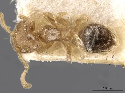 Technomyrmex laurenti - CASENT0909754