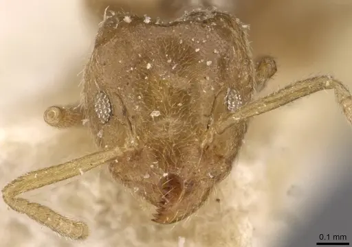 Technomyrmex laurenti - CASENT0909754