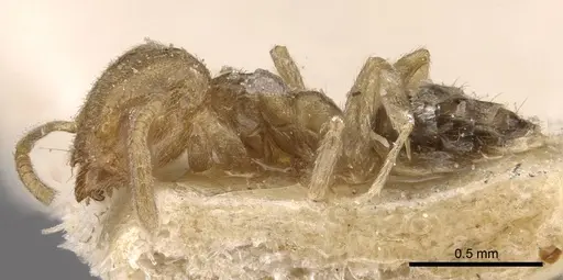 Technomyrmex laurenti - CASENT0909754