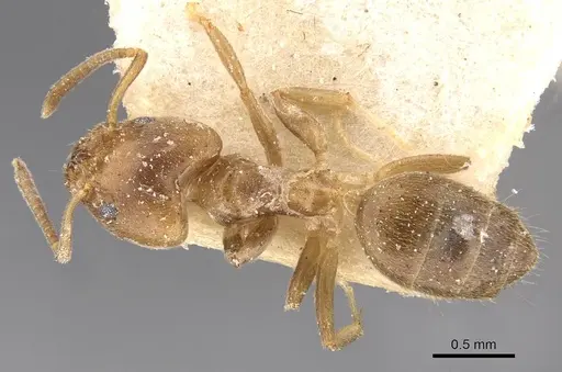 Technomyrmex laurenti - CASENT0909755