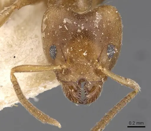 Technomyrmex laurenti - CASENT0909755