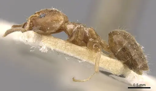 Technomyrmex laurenti - CASENT0909755