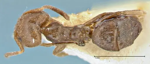 Technomyrmex laurenti - FOCOL2849