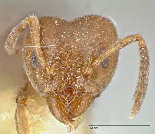 Technomyrmex laurenti - FOCOL2849