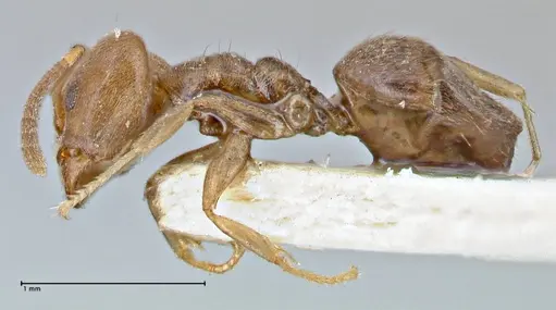 Technomyrmex laurenti - FOCOL2849