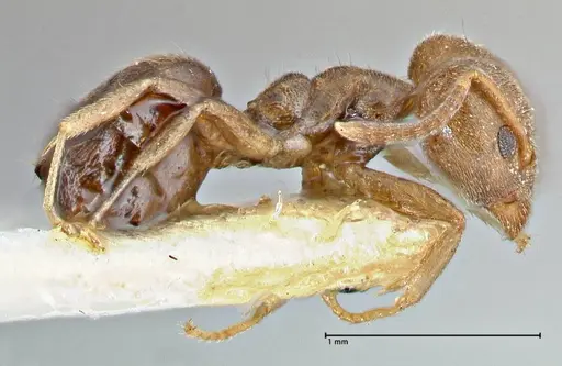 Technomyrmex laurenti - FOCOL2849