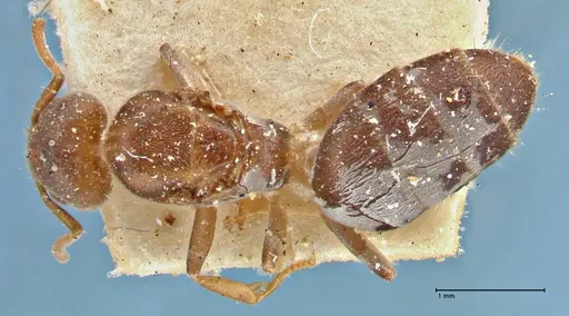 Technomyrmex laurenti - FOCOL2855