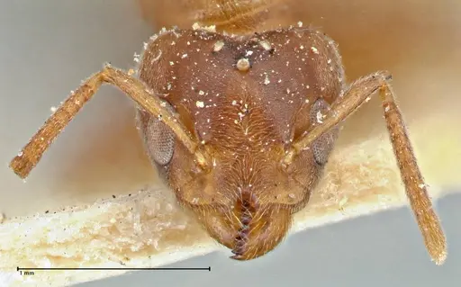 Technomyrmex laurenti - FOCOL2855