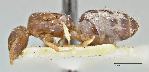 Technomyrmex laurenti - FOCOL2855