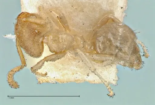 Technomyrmex laurenti - FOCOL2856