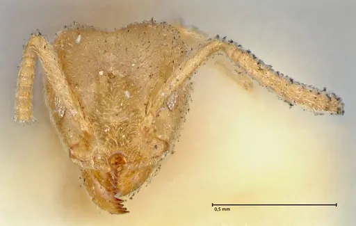 Technomyrmex laurenti - FOCOL2856