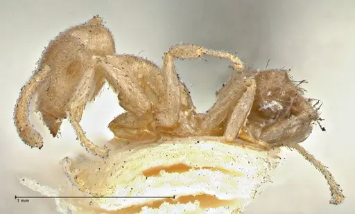 Technomyrmex laurenti - FOCOL2856