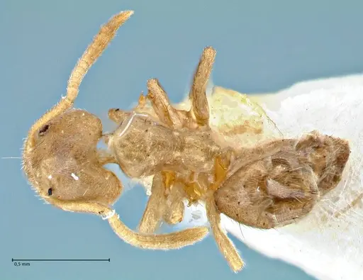 Technomyrmex laurenti - FOCOL2857