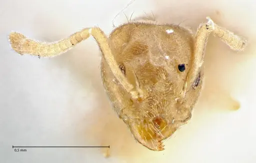 Technomyrmex laurenti - FOCOL2857