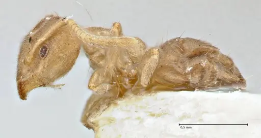 Technomyrmex laurenti - FOCOL2857