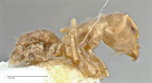 Technomyrmex laurenti - FOCOL2857