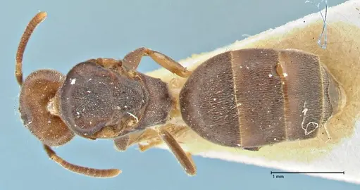 Technomyrmex laurenti - FOCOL2858