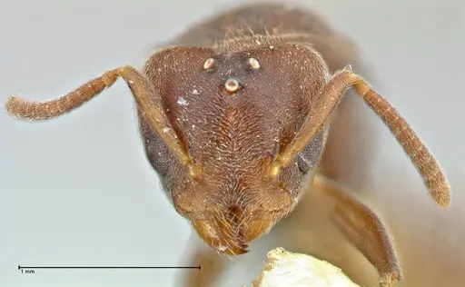 Technomyrmex laurenti - FOCOL2858