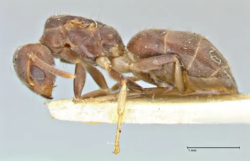 Technomyrmex laurenti - FOCOL2858